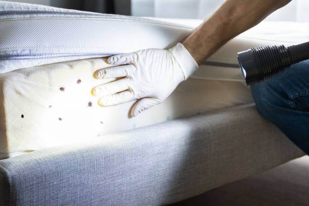 Best Wasp Removal Services  in New Haven, CT