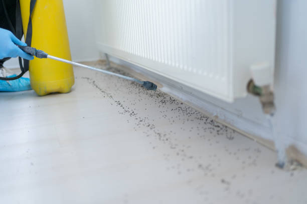 Best Local Pest Control Services  in New Haven, CT